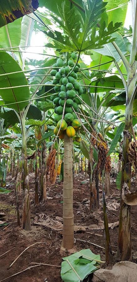 Banana Farm House Hampi Eksteriør billede